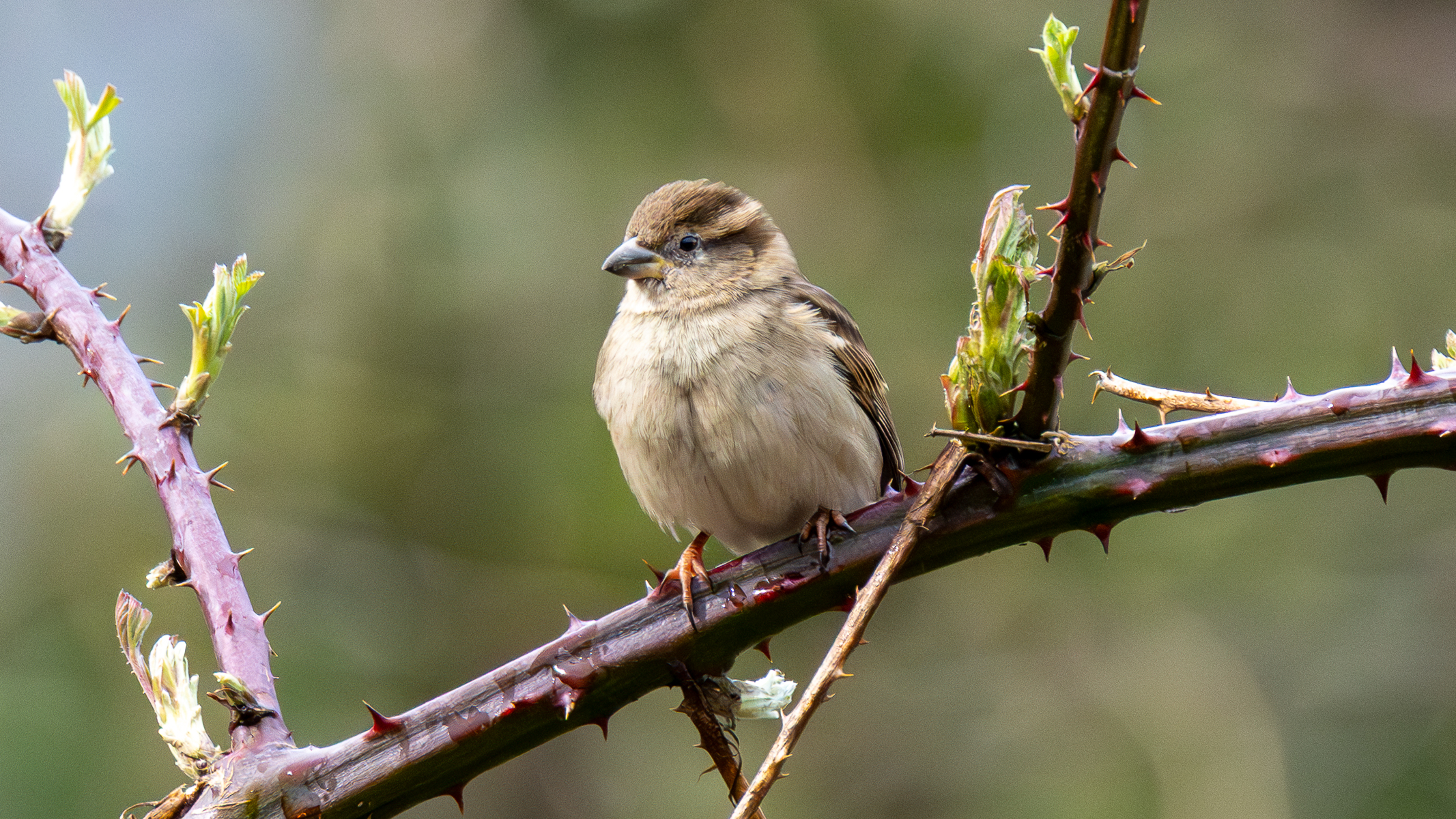 sparrow sat on a thorny branch
