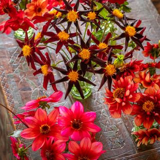 Dahlia arrangement of red dahlias in vases by Shane Connolly for Cath Kidston MBE for Sarah Raven's dahlia Collective