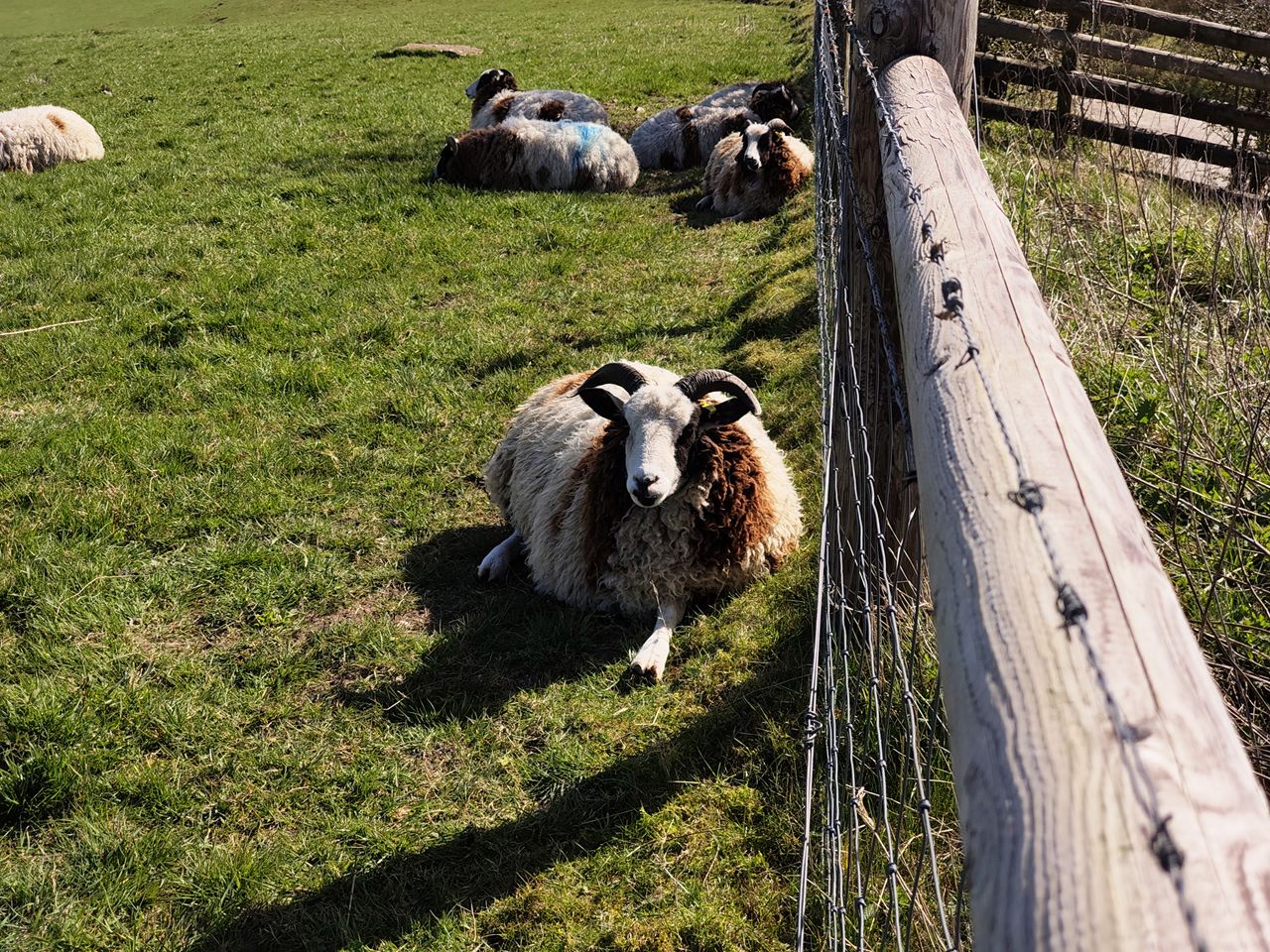Nothing Phone 3a camera sample sheep 2x