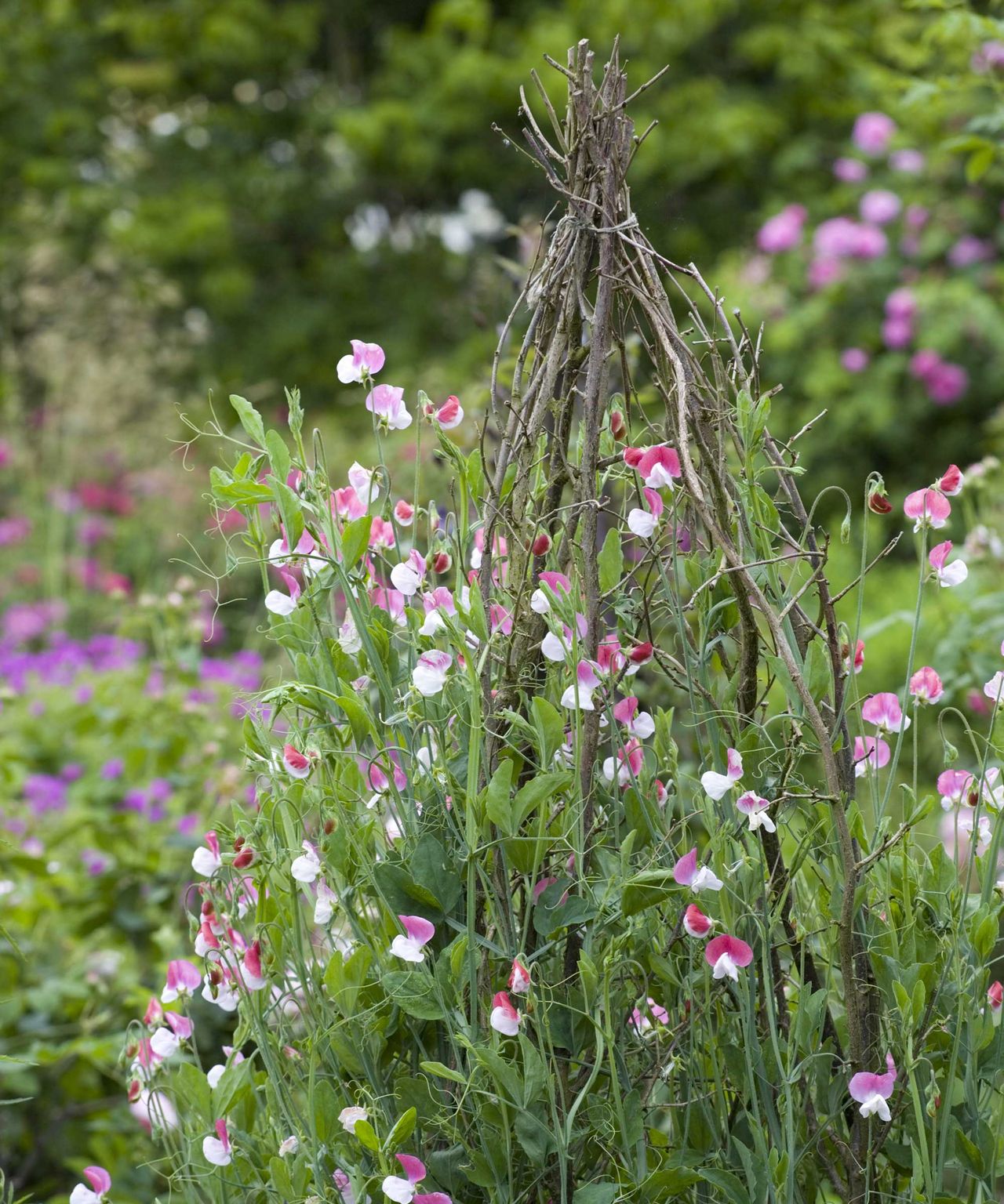 How to grow sweet peas: expert advice for fabulous blooms | Gardeningetc