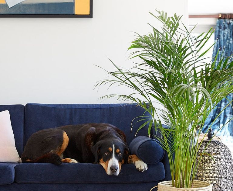 Dog grazing on blue velvet couch with pet-friendly house palm