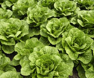 Close-up of heads of romaine lettuce growing on a farm