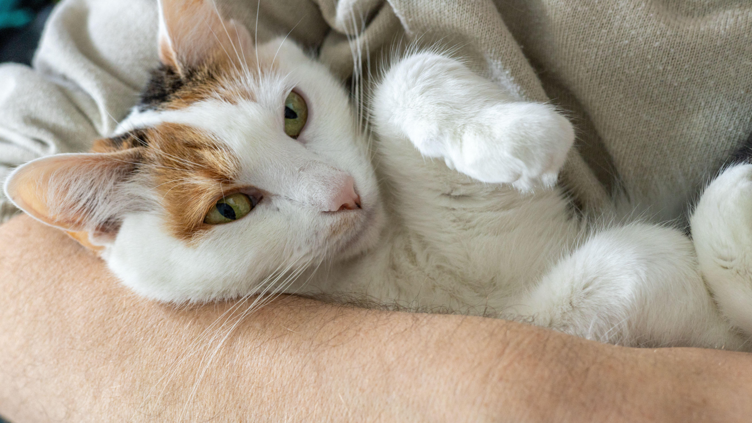 White cat in the arms of a human.