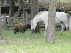 Horse-with-bear-04.jpg
