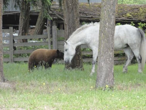 Horse-with-bear-04.jpg