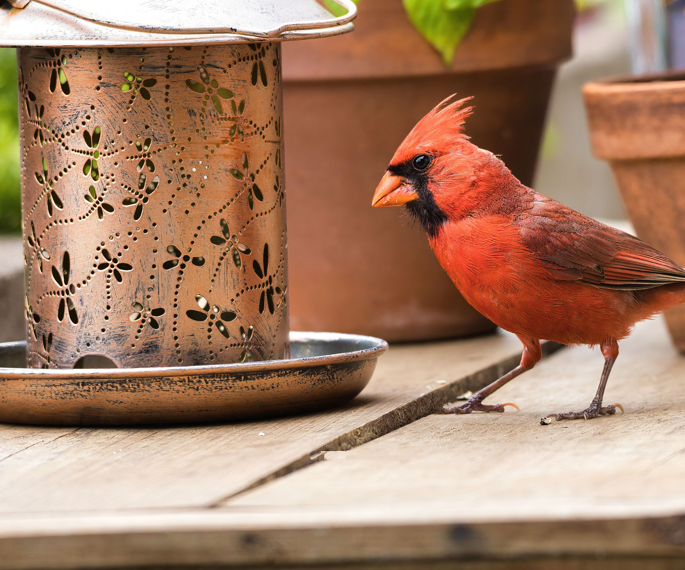 red cardinal bird sitting on wooden table near gold lamp