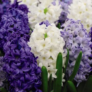 Dobies Hyacinth 'Rhapsody in Blue'