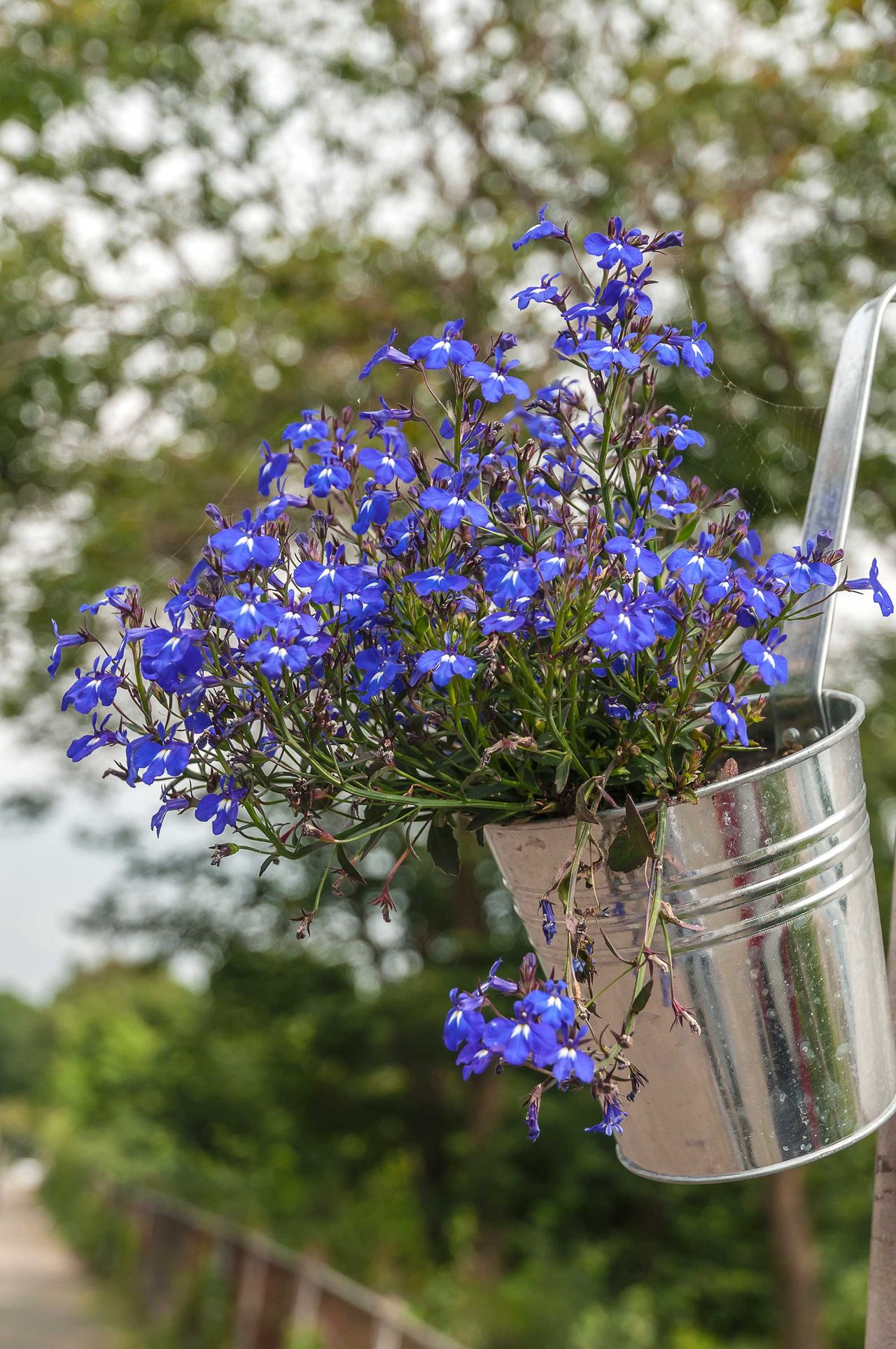 Best plants for hanging baskets 10 picks for stunning displays up high