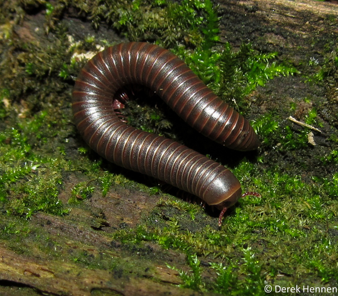 Narceus americanus eating moss.