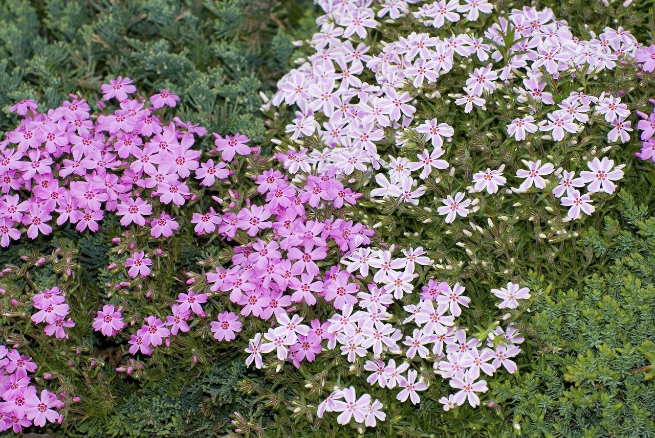 zone 4 ground cover