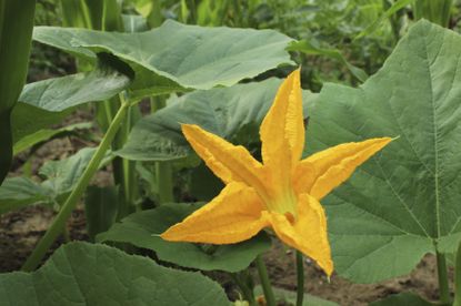 Pumpkin Plant With Flowers And No Fruit