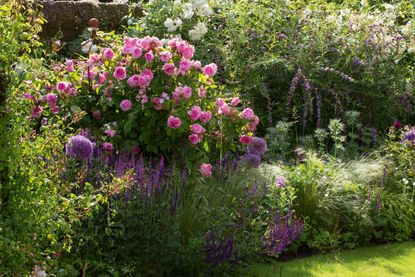 rose garden design with gertrude jekyll roses planted in mixed border