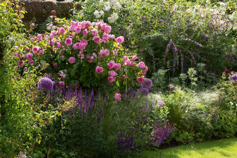 rose garden design with gertrude jekyll roses planted in mixed border