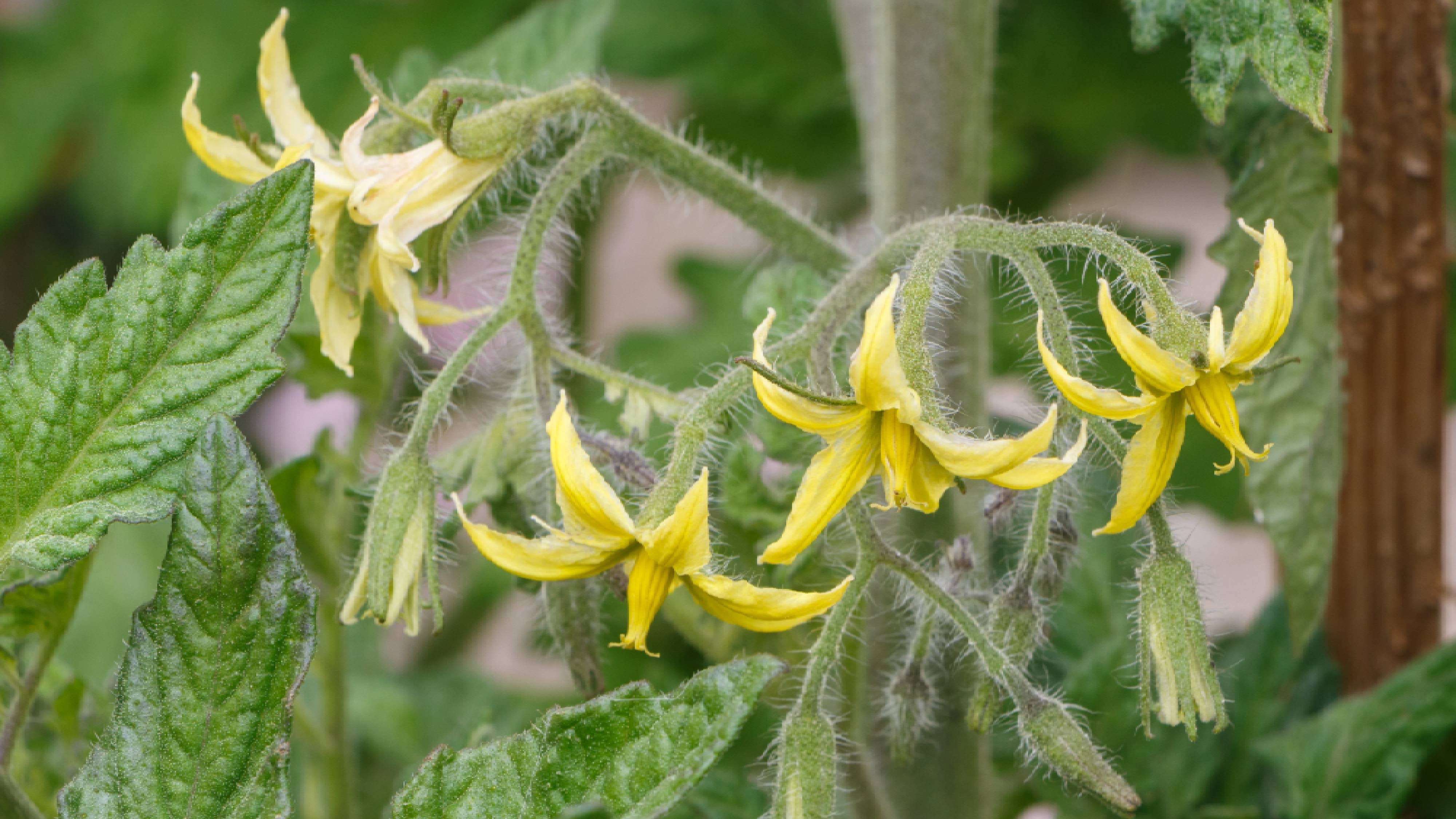 Flowering tomato plant