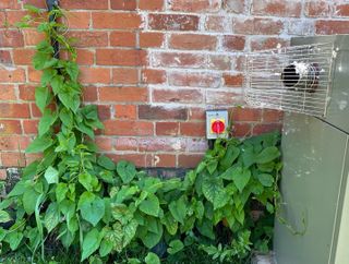 Bindweed climbing up brickwork and a boiler