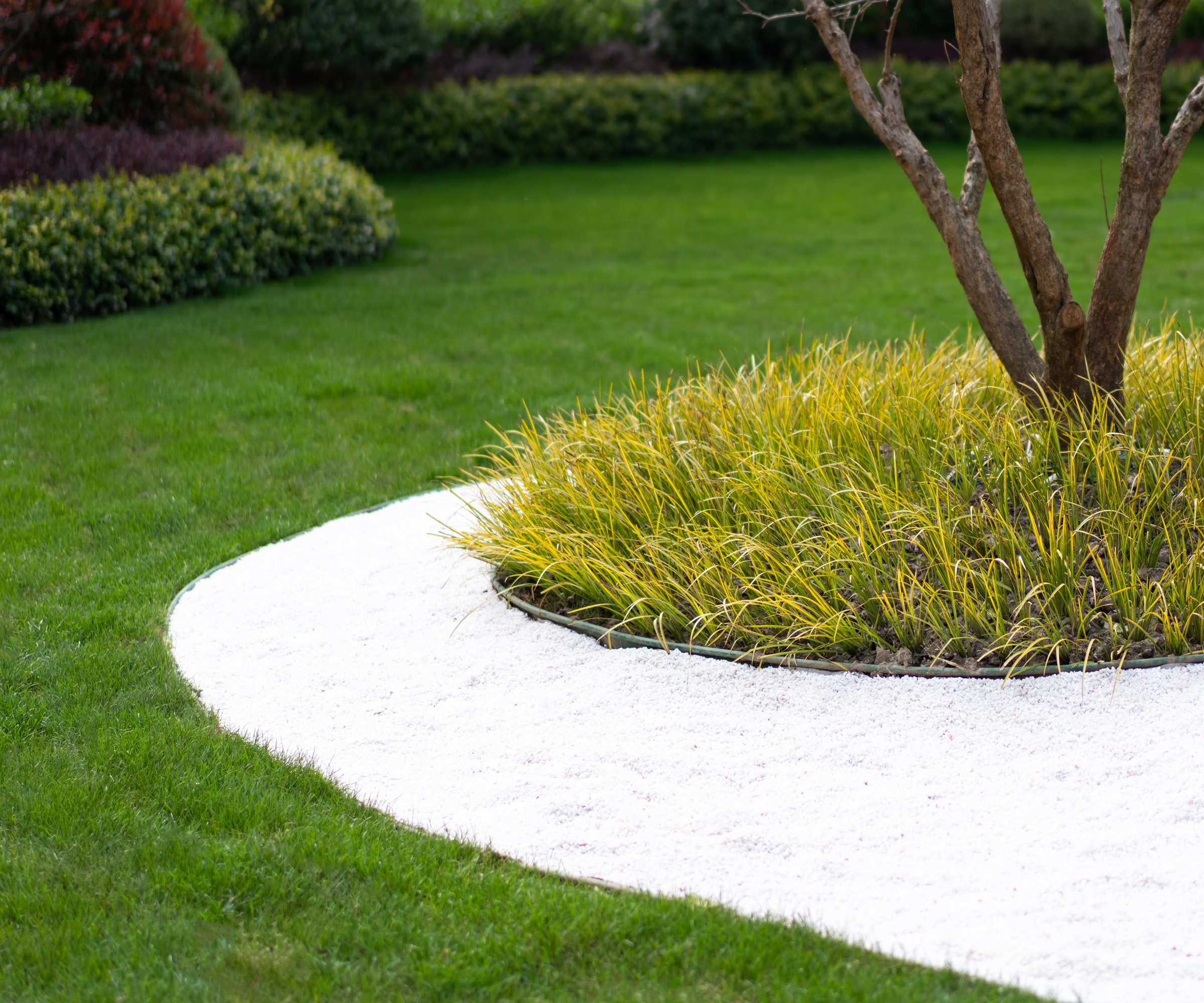 Curved lawn, path, statement tree
