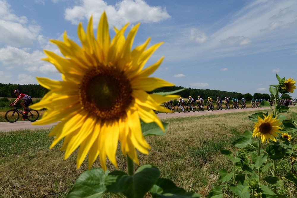 The Tour is not the Tour without some sunflowers