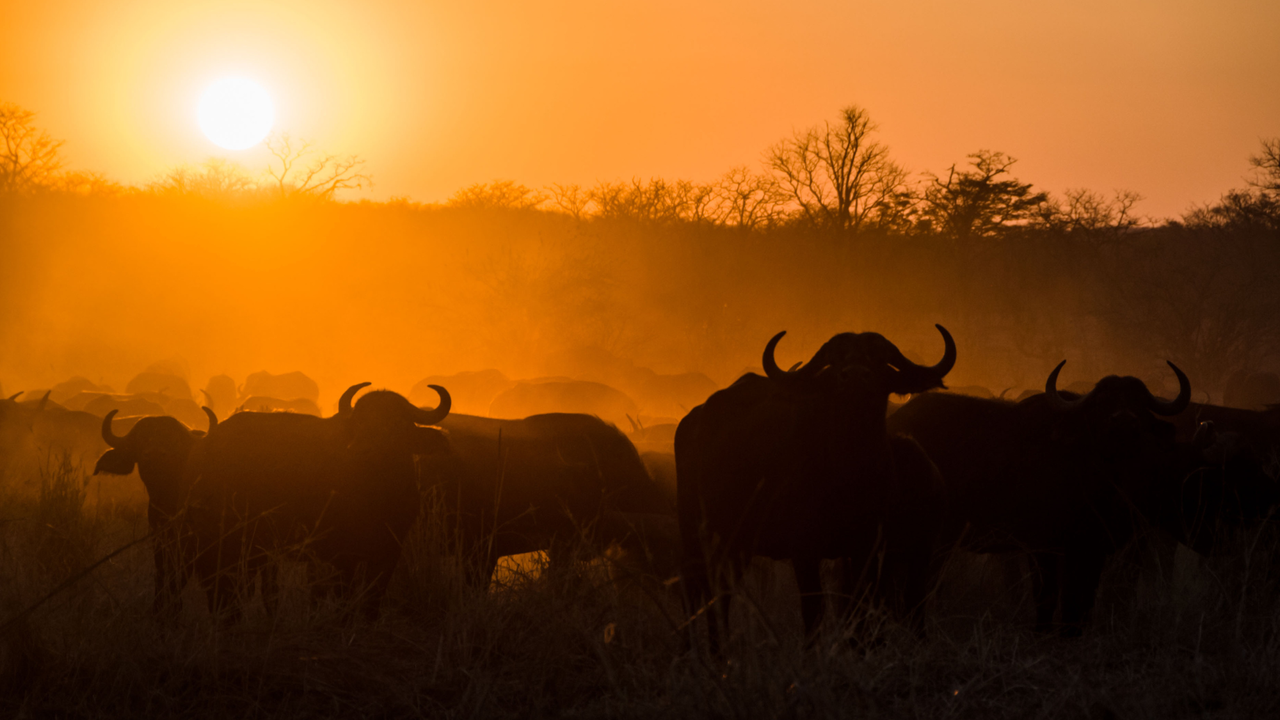 Buffalo herd at sunset, Hwange National Park, Zimbabwe, Africa