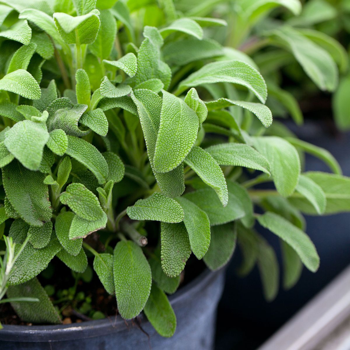 Comment faire pousser de la sauge pour un ajout aromatique à feuilles persistantes à votre jardin d'herbes aromatiques