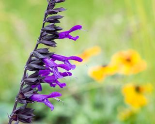 Amistad salvias in bloom in summer display