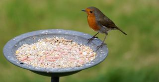 robin eating at a bird feeder with seeds to support how to attract birds that eat slugs