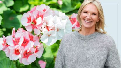 picture of pelargoniums and cut out of jo whiley over the top