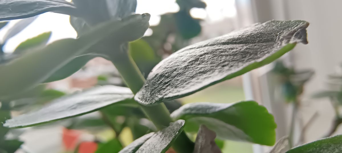 A macro image of a plant taken with an Infinix Note 12 VIP camera phone
