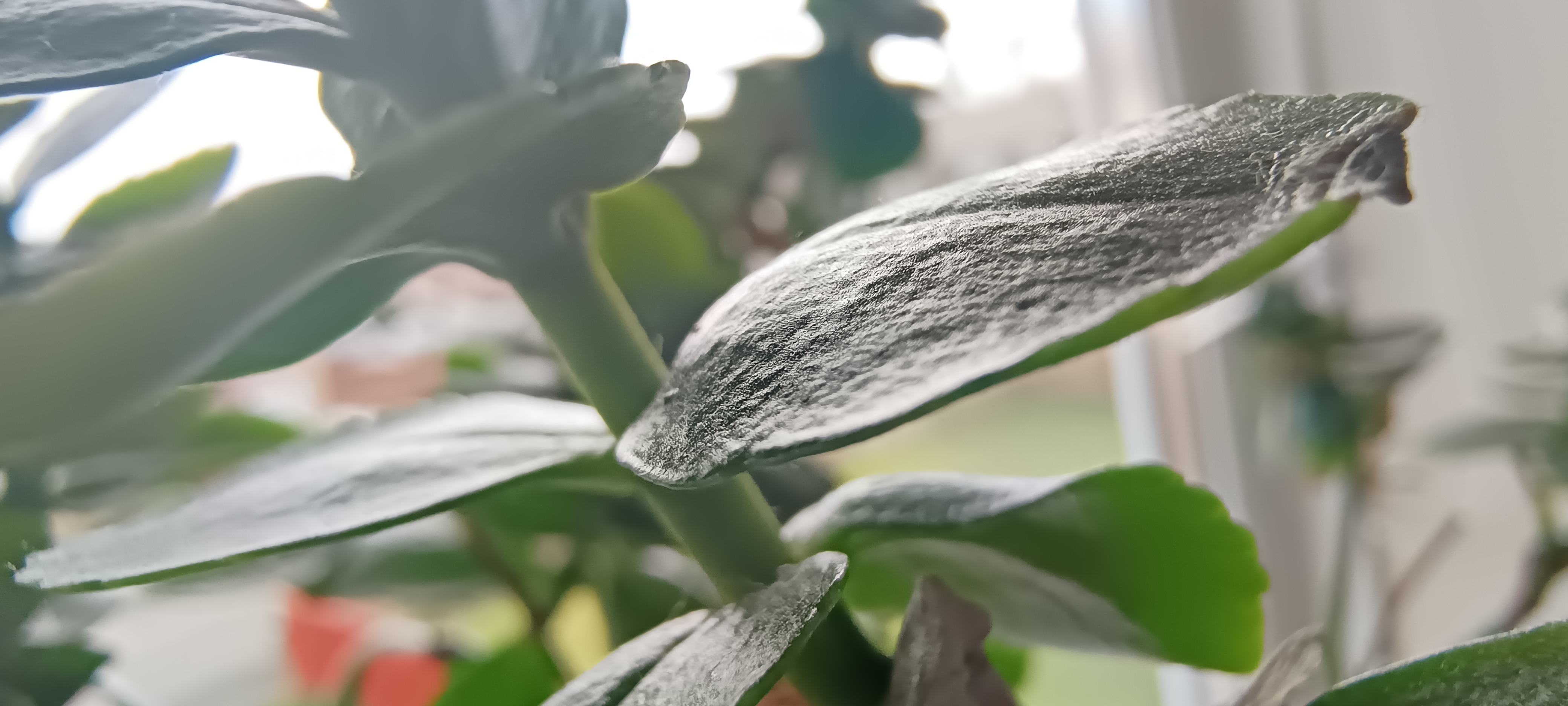 A macro image of a plant taken with an Infinix Note 12 VIP camera phone