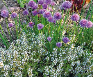 Chives in flower growing with thyme