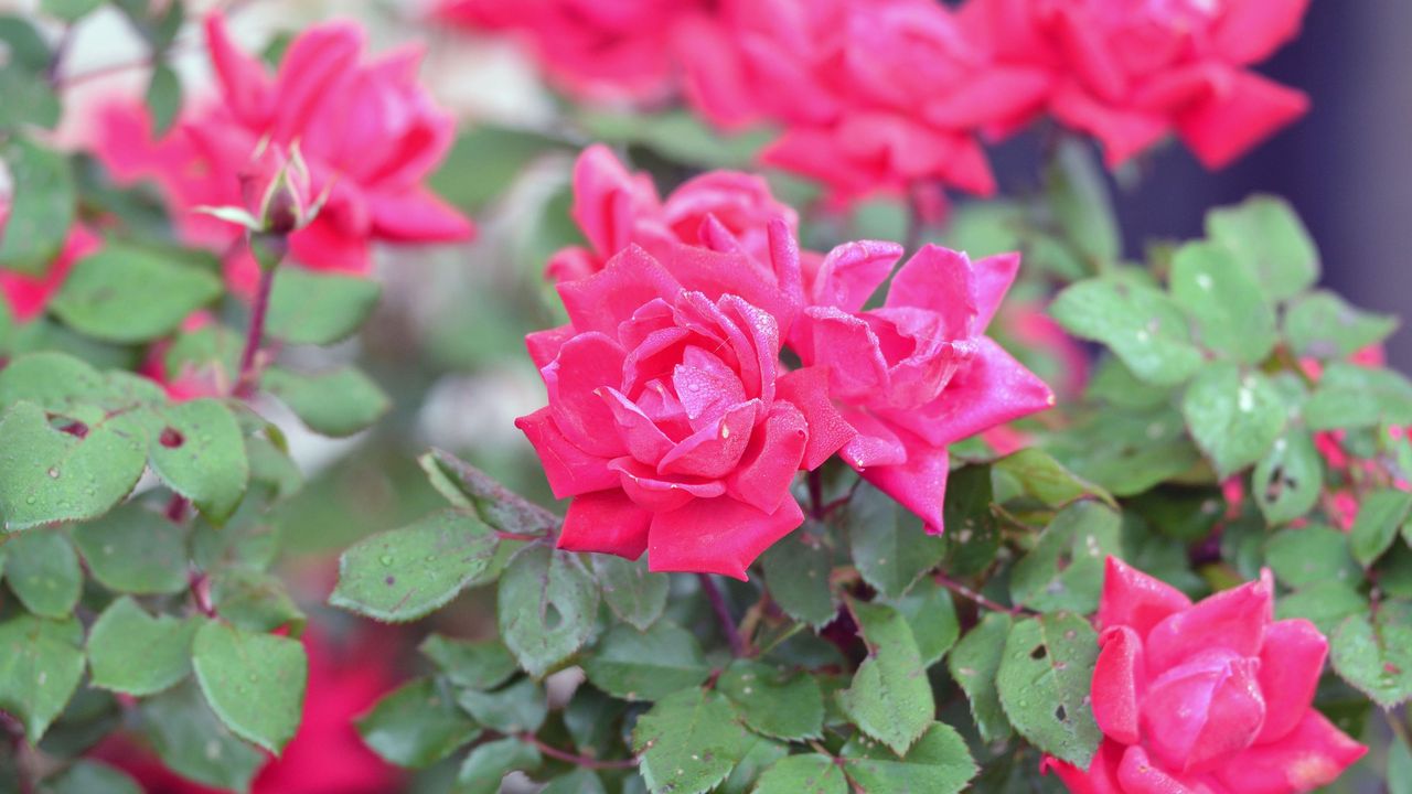 pink Knock Out roses