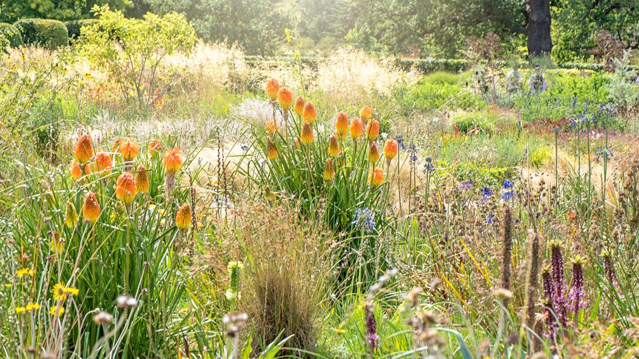 Prairie planting in a wildflower garden