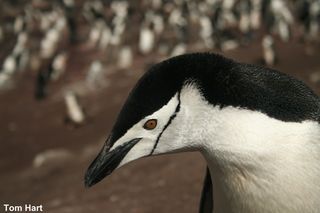 Chinstrap penguin in a colony on the South Sandwich Islands