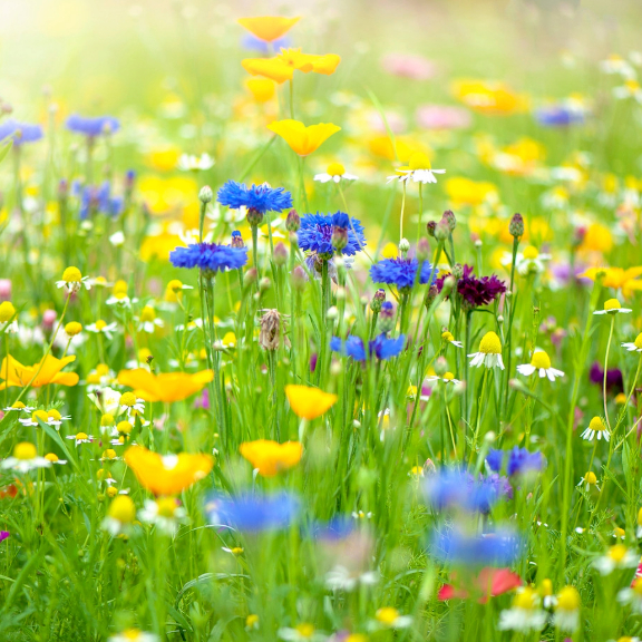 Wildflower Lawn Tips - What to Know Before Planting