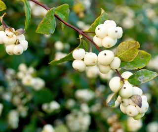 snowberry shrub