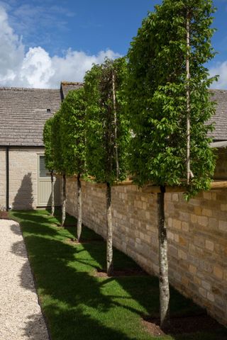 A garden wall with a row of pleached trees