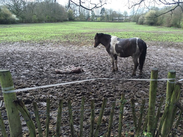 Foal.jpeg