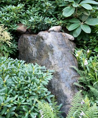 large boulder surrounded by lush green planting