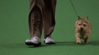 Gerry's two left feet walking next to the terrier in Best in Show