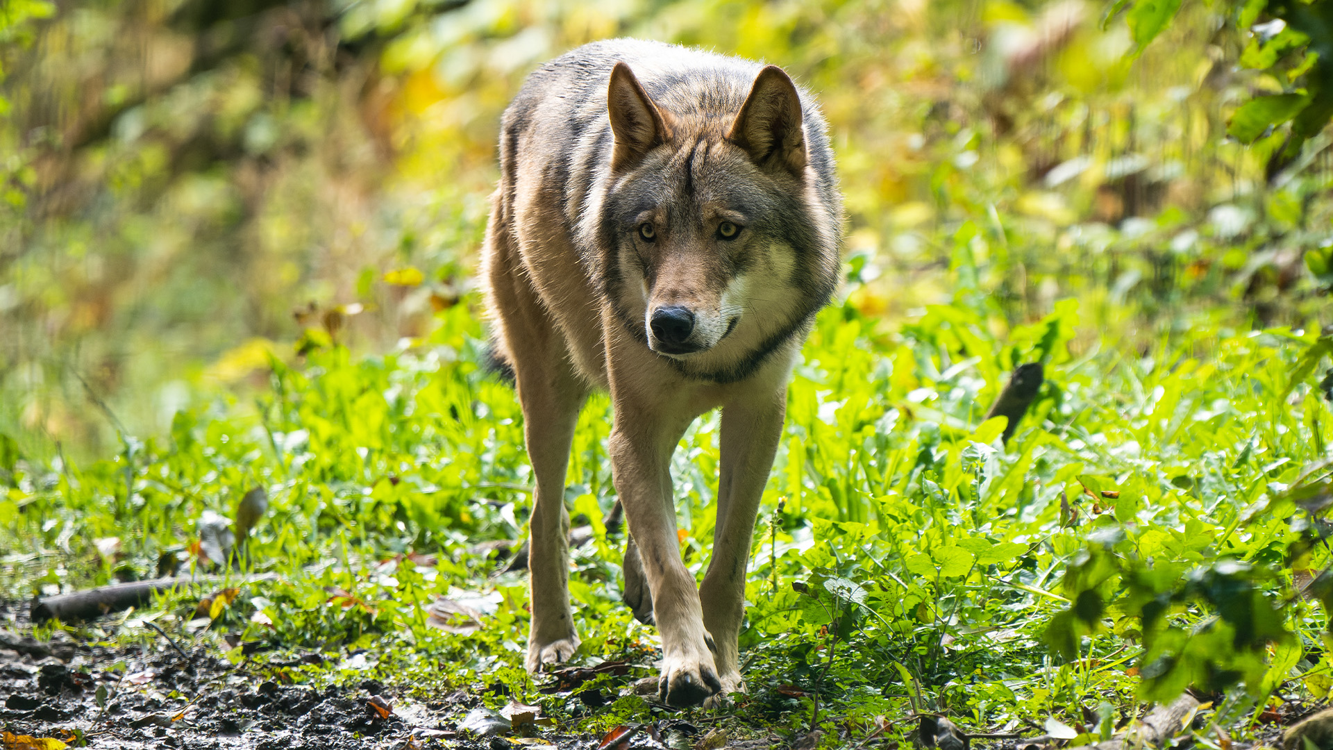 Wolfdog walking towards camera in woodland