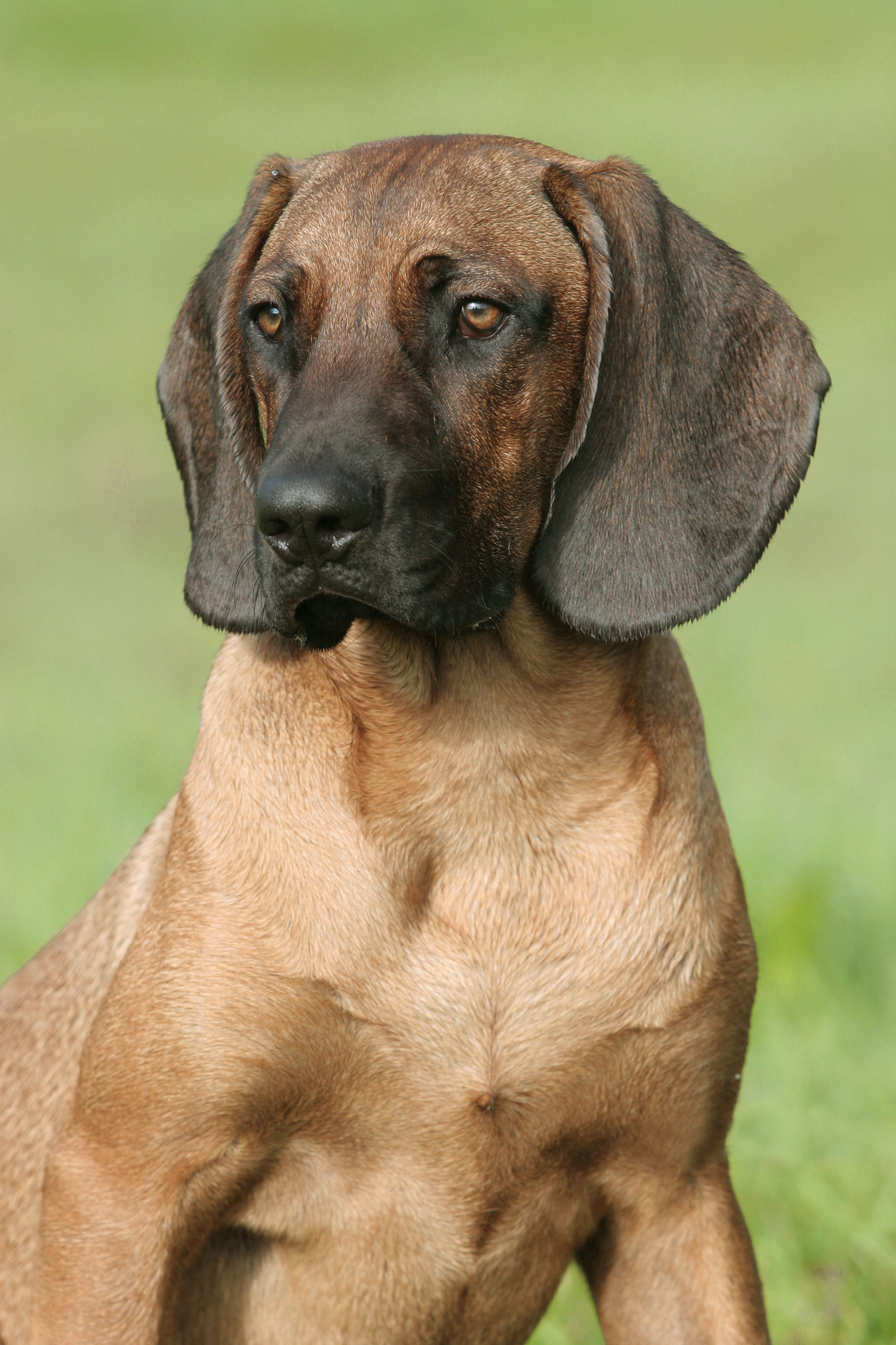 Bavarian mountain hound