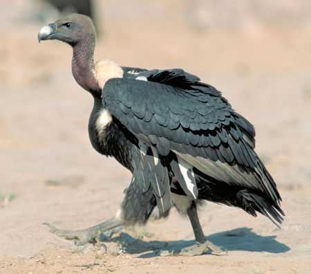 endangered animals, vultures