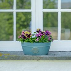 A window box with pansies