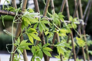 Close up of climbing plant with leaves and tendrils wrapped around wooden stakes.