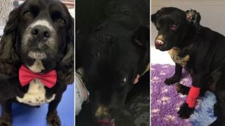 Before and after photo of Lucky the dog set on fire in attack