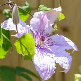 Purple clematis flower growing in front of wooden fence next to new clematis bud