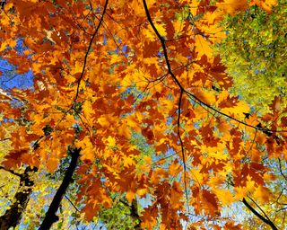 looking up at the canopy of a large red oak tree in fall
