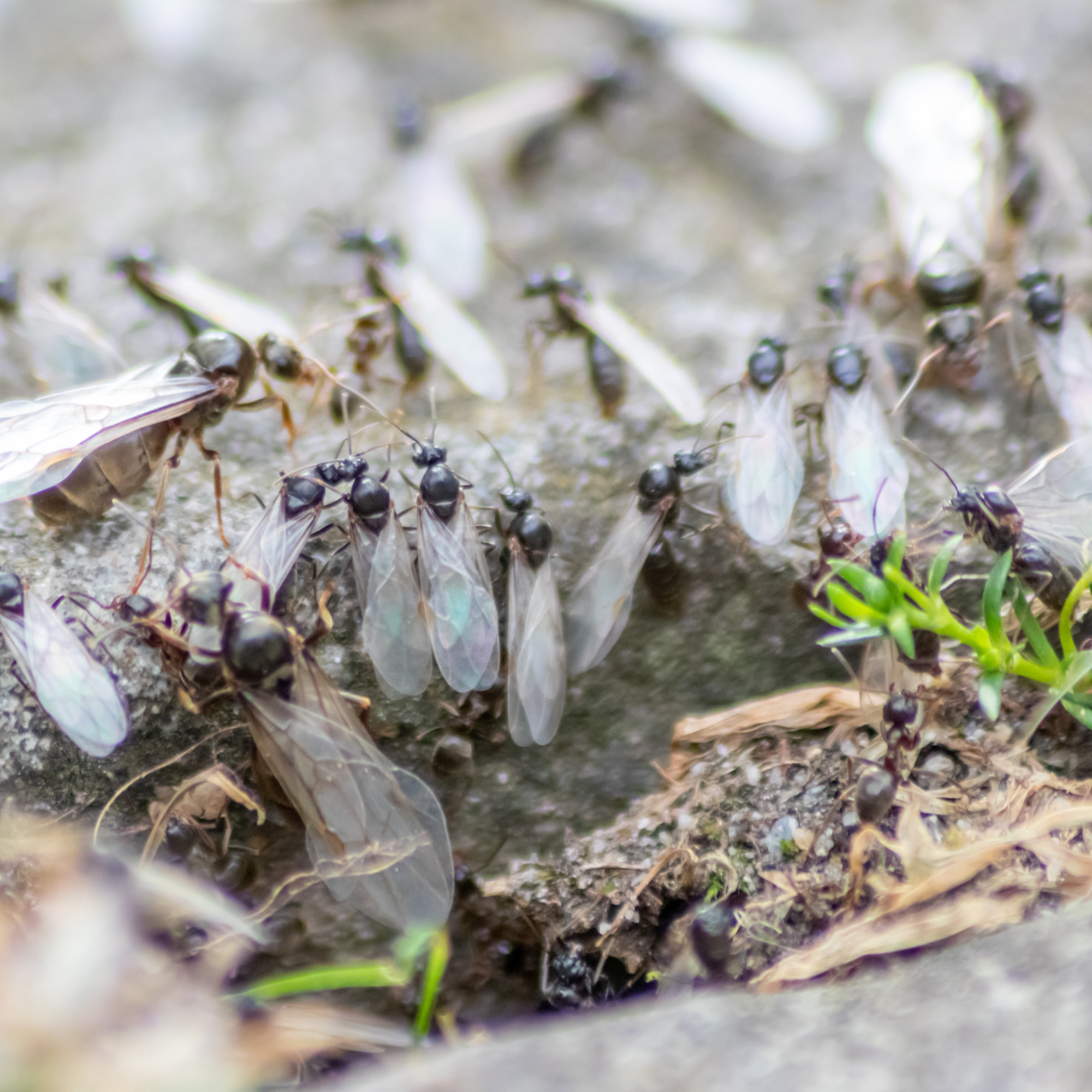 flying ants on a patio - Christian Feldhaar - GettyImages-1407682741
