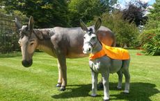 donkey stolen from the brooke