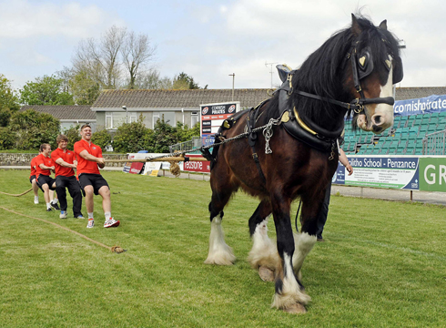 Shire horse takes part in tug of war