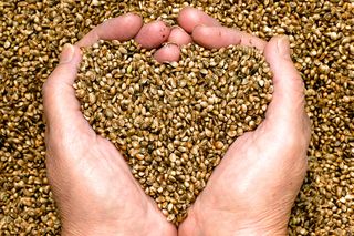 Hemp seeds can be made into flour, or added to chips, beer and salad dressing.